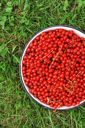 Ciasteczka drożdżowe z czerwoną porzeczką 1
